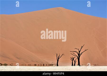 Schöne Aufnahme von blattlosen Bäumen in der Wüste mit Sand Düne und klarer Himmel im Hintergrund Stockfoto