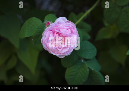 Rosa Tea Rose Blume auf dem Hintergrund der dunklen Laub Stockfoto