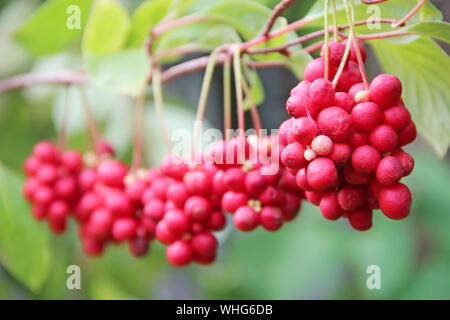 Niederlassungen der Roten schisandrahanging in der Zeile. Cluster von Reifen schizandra. Ernte von nützliche Pflanze. Red schizandra hängen in der Zeile auf den grünen Zweig. Schizandra ch Stockfoto