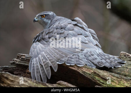 Northern Habicht (Accipiter gentilis), erwachsene Helmdecke seine Beute Stockfoto