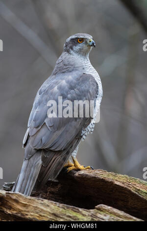 Northern Habicht (Accipiter gentilis), Erwachsene auf einem alten Stamm Stockfoto