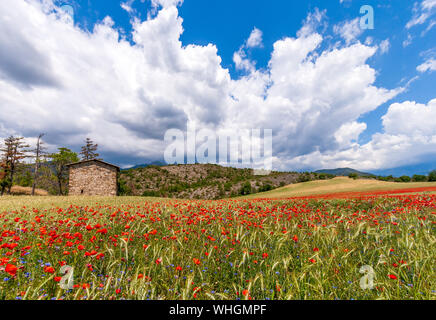 Weizen und Mohnfeld in der Provence, Südfrankreich. Stockfoto