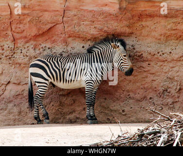 Eine Bewilligung plains Zebra steht vor einem roten Rock Equus quagga boehmi Stockfoto