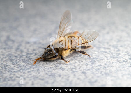 Tot Honigbiene, Apis melifera, auf Plan Hintergrund isoliert, bienenvergiftungen und Vernichtung, gefährlichen Einsatz von Pestiziden und Insektiziden Stockfoto