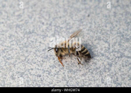 Tot Honigbiene, Apis melifera, auf Plan Hintergrund isoliert, bienenvergiftungen und Vernichtung, gefährlichen Einsatz von Pestiziden und Insektiziden Stockfoto