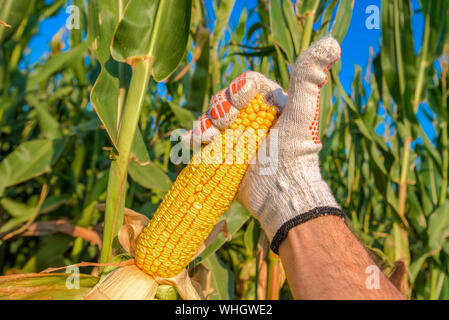 Landwirt Handpflückung reife Maiskolben in Bebautes Feld während der Erntesaison Stockfoto