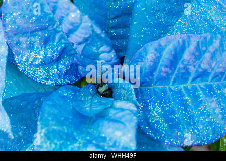 Blau Weihnachtsstern Blumen mit Glitter, aka der Weihnachtsstern. Stockfoto