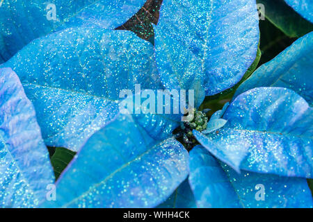 Blau Weihnachtsstern Blumen mit Glitter, aka der Weihnachtsstern. Stockfoto