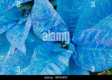 Blau Weihnachtsstern Blumen mit Glitter, aka der Weihnachtsstern. Stockfoto