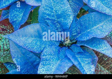 Blau Weihnachtsstern Blumen mit Glitter, aka der Weihnachtsstern. Stockfoto