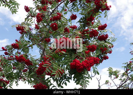 Die kraniche oder Berg - Asche sind Sträucher oder Bäume in der Gattung Sorbus der Rosengewächse, Rosaceae. Stockfoto