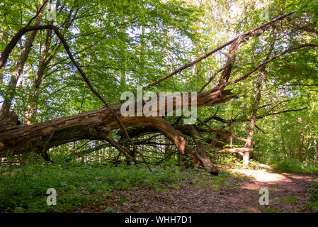 Einen umgestürzten Baum, einen großen Ast entlang der Weg in den Wald Stockfoto