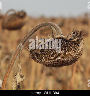 Getrocknete Sonnenblumen auf einem Feld warten auf die Ernte Stockfoto