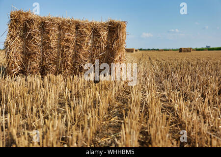 Strohballen in einen Drei-tage-Feld nach der Ernte, ländliche Landschaft Stockfoto