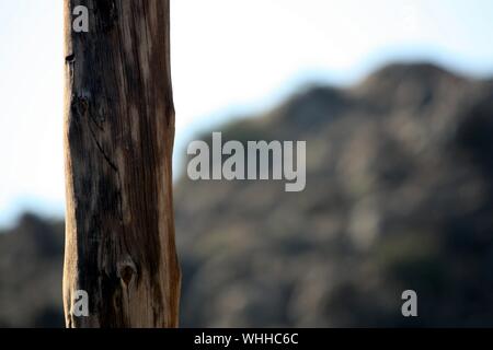 Vertikale Nahaufnahme eines Baumstamms mit einem verschwommenen Hintergrund Stockfoto