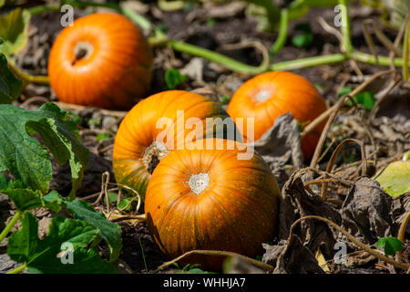 Pumpkin Patch mit vier lecker aussehenden Kürbisse reichen in hellen Farben orange und grün, Wachsen und Reifen in einem organischen Gemüsegarten. Stockfoto