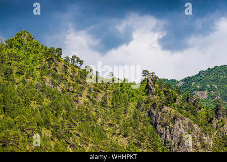 Pinien in Berg in der Nähe von Ladanica Dorf, Bosnien und Herzegowina Stockfoto