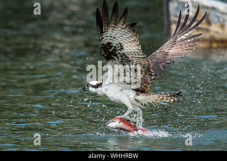 Eine schöne Osprey fliegen weg vom Wasser nach nur den Fang von Lachs in Hayden See in Hayden, Idaho, USA. Stockfoto