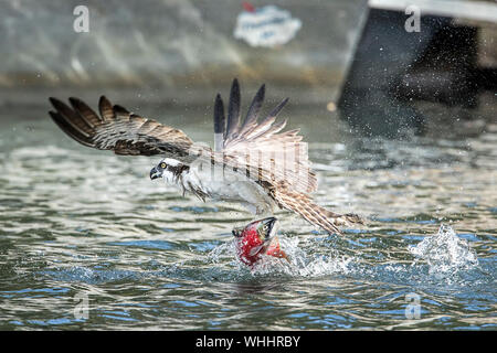 Eine schöne Osprey fliegen weg vom Wasser nach nur den Fang von Lachs in Hayden See in Hayden, Idaho, USA. Stockfoto