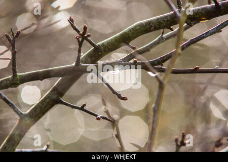 Niederlassungen, Bokeh und Wassertropfen. Ein abstraktes Bild. Stockfoto