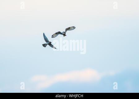 Short eared owl Fliegen mit dem Kestrel Stockfoto