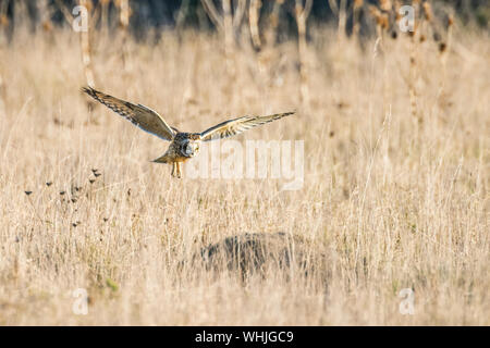 Short eared owl, Jagd an der Portland Bill, Dorset. Auf Rock zu landen. Stockfoto