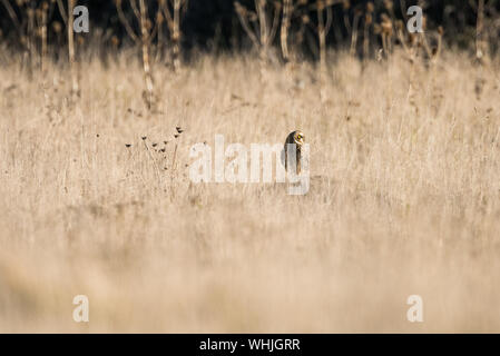 Short eared owl, Jagd an der Portland Bill, Dorset, thront auf einem Felsen unter dem Gras. Stockfoto