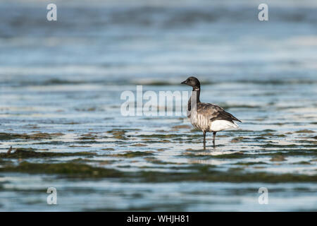 Brent Gans auf dem Wattenmeer der Flotte Lagune, Dorset. Stockfoto