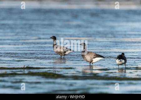 Ringelgänse auf dem Wattenmeer der Flotte Lagune, Dorset. Stockfoto