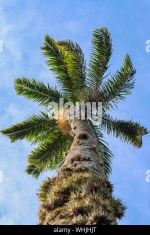 Vertikale Low-Angle-Aufnahme einer Palme mit einem Klarer Himmel im Hintergrund Stockfoto