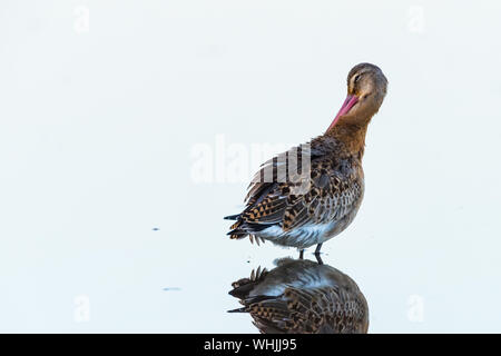 Uferschnepfe (limosa limosa), Putzen, in Wasser. Stockfoto