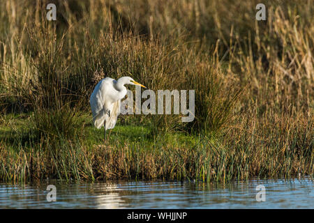 Silberreiher auf Wasser, in voller Länge. Stockfoto