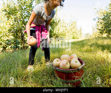 Kleines Mädchen pflücken Äpfel, auf der die Äpfel im Vordergrund Schwerpunkt Stockfoto