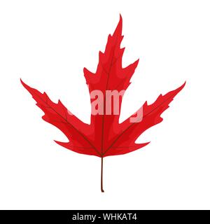 Herbst natürliche Blatt Symbol Vektor Illustration Stock Vektor