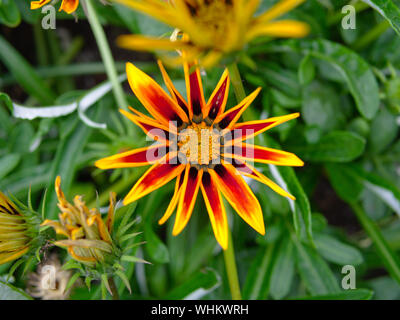 Wunderschöne teilweise geöffneten Blüte eines Afrikanischen Daisy (Gazania splendens) "goldenen Flamme" Küssen. Die kommissare Park, Ottawa, Ontario, Kanada. Stockfoto