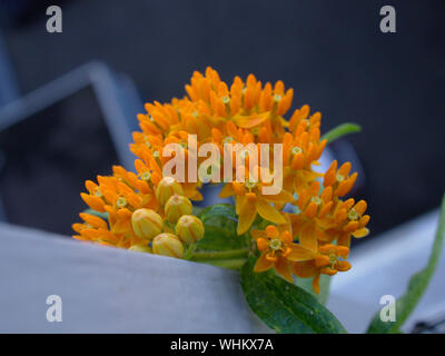 Schöne orange Blüte eines Schmetterlings Seidenpflanze (Asclepias tuberosa) auf unserem Balkon, Ottawa, Ontario, Kanada. Für die Monarchen! Stockfoto