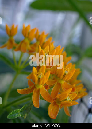 Schöne orange Blüte eines Schmetterlings Seidenpflanze (Asclepias tuberosa) auf unserem Balkon, Ottawa, Ontario, Kanada. Für die Monarchen! Stockfoto