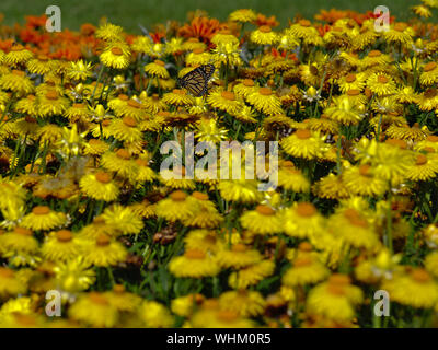 Seitenansicht eines Monarchfalter (danaus Plexippus) verloren/unter den strohblumen getarnt (Xerochrysum bracteatum), Ottawa, Ontario, Kanada. Stockfoto