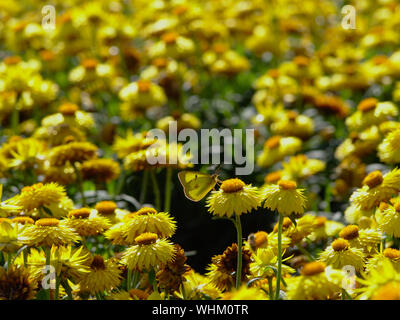 Getrübt Schwefel (Colias philodice) Schmetterling verloren/unter den strohblumen getarnt (Xerochrysum bracteatum), Ottawa, Ontario, Kanada. Stockfoto