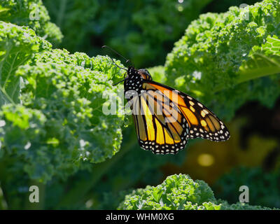 Seitenansicht eines Monarchfalter (danaus Plexippus) im Sonnenschein, ruht auf einem grünkohl (Brassica oleracea) Blatt, Ottawa, Ontario, Kanada. Stockfoto