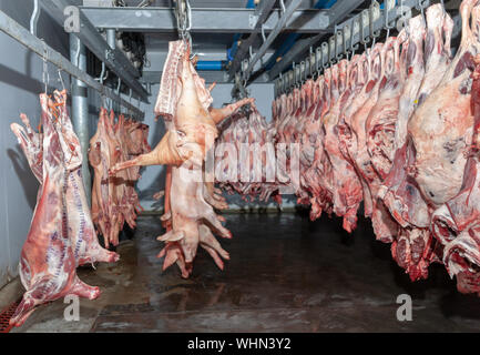 Schweine hängen an einem Schlachthof industriellen Prozess Fleisch Stockfoto