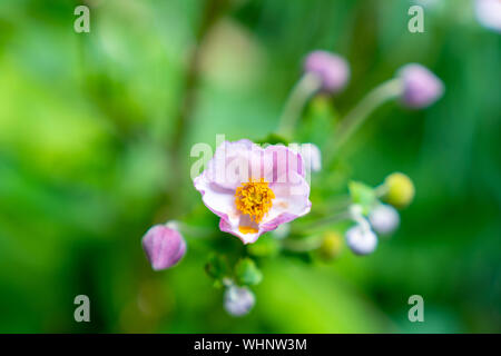 Close-up Lila japanische Anemone Blumen. Stockfoto