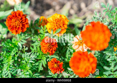 Close-up Ringelblume Blüten mit leuchtend orangefarbenen und roten Farben. Stockfoto