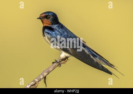 Europäische Rauchschwalbe (Hirundo rustica) auf Stick mit wunderschönen gelbe Savanne Hintergrund thront Stockfoto