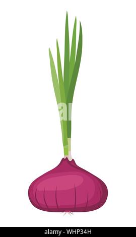 Ganze Lampe rote Zwiebel mit frischem Grün sprießen. Vector Illustration. Stock Vektor