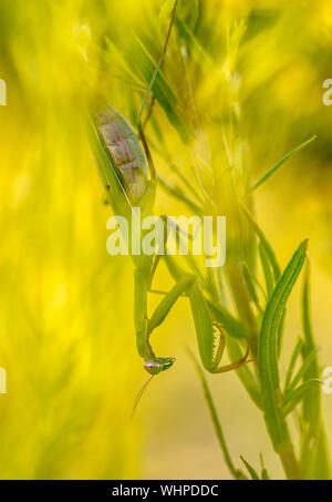 Europäische Gottesanbeterin (Mantis Religiosa) versteckt sich in gelbe Blumen andere Beute Aufzulauern Stockfoto