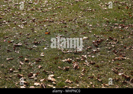 London, Großbritannien. 02 Sep, 2019. Gefallenen Blätter in einem Londoner Park gesehen. Credit: SOPA Images Limited/Alamy leben Nachrichten Stockfoto