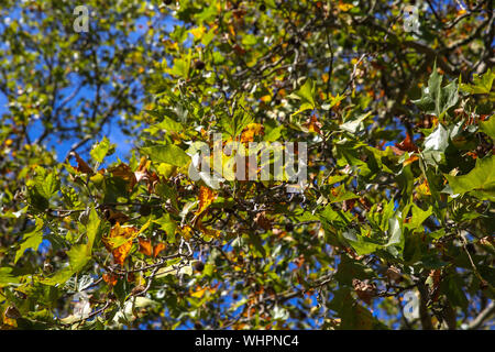 London, Großbritannien. 02 Sep, 2019. Blätter werden gesehen, Ändern der Farben im Herbst in London beginnt. Credit: SOPA Images Limited/Alamy leben Nachrichten Stockfoto