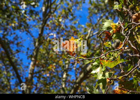 London, Großbritannien. 02 Sep, 2019. Blätter werden gesehen, Ändern der Farben im Herbst in London beginnt. Credit: SOPA Images Limited/Alamy leben Nachrichten Stockfoto