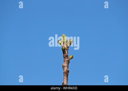 Blätter und kleine Früchte auf einem Feigenbaum Ficus Carica Latein im Frühjahr in Italien die Früchte reif schwarz zu bilden Stockfoto